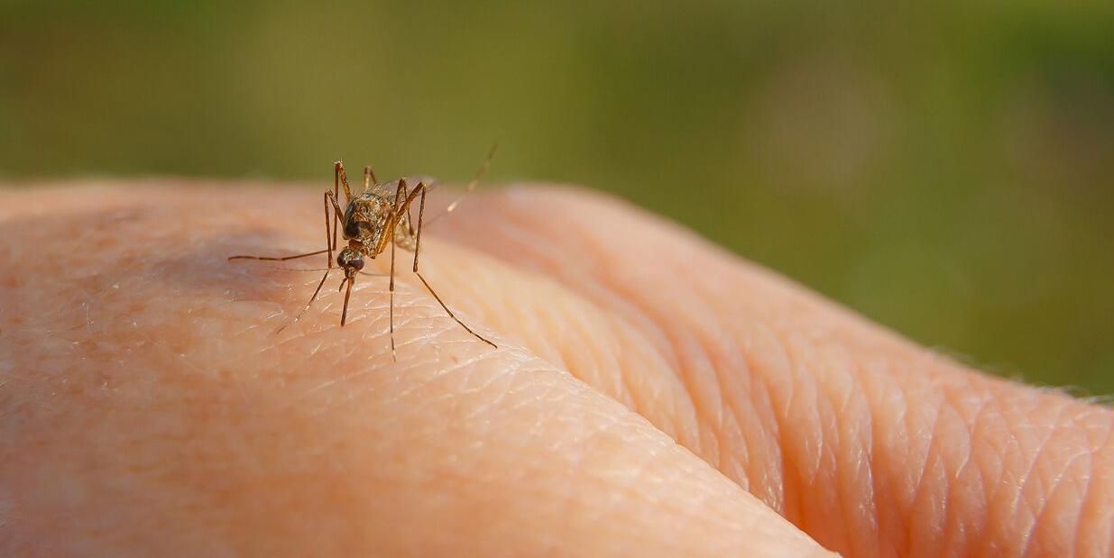 Standing water from recent rains create breeding ground for mosquitoes